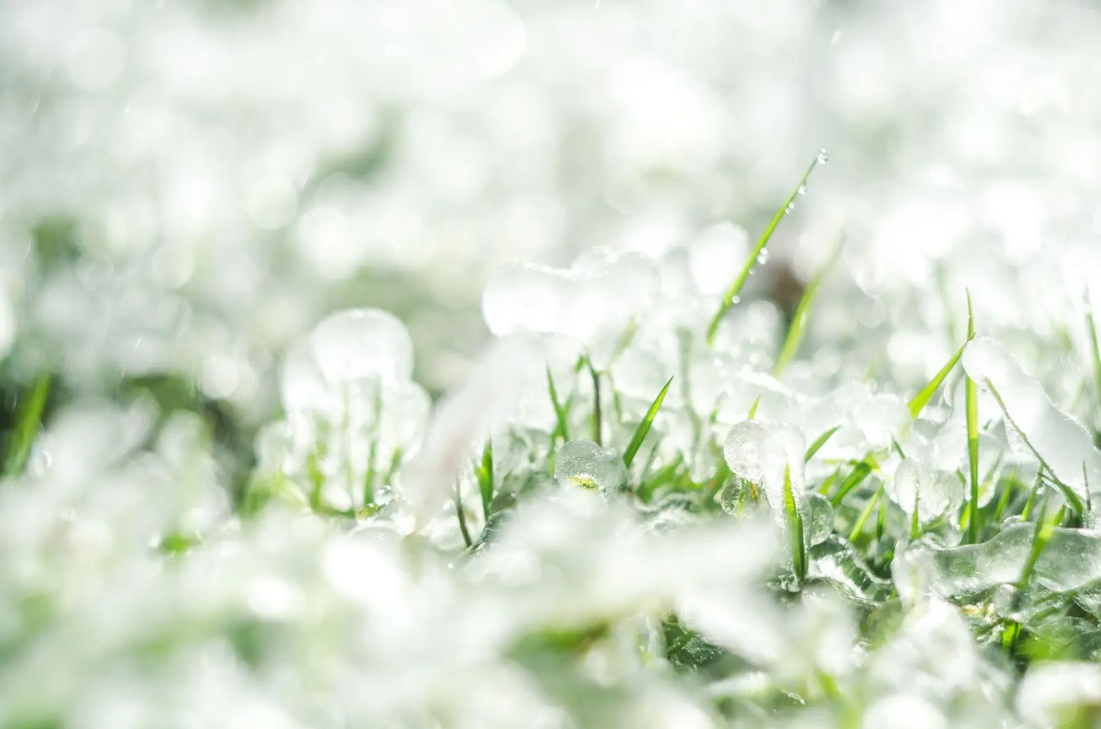Hailstones scattered across a green lawn after a storm