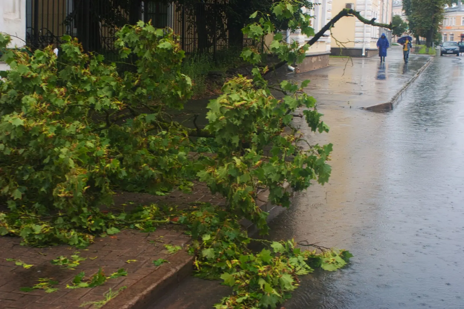 Fallen tree branches on a wet street after a storm
